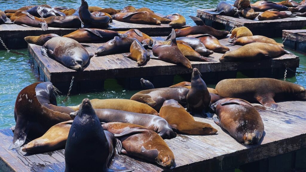 Foche sdraiate nei pressi del pier 39 a San Francisco