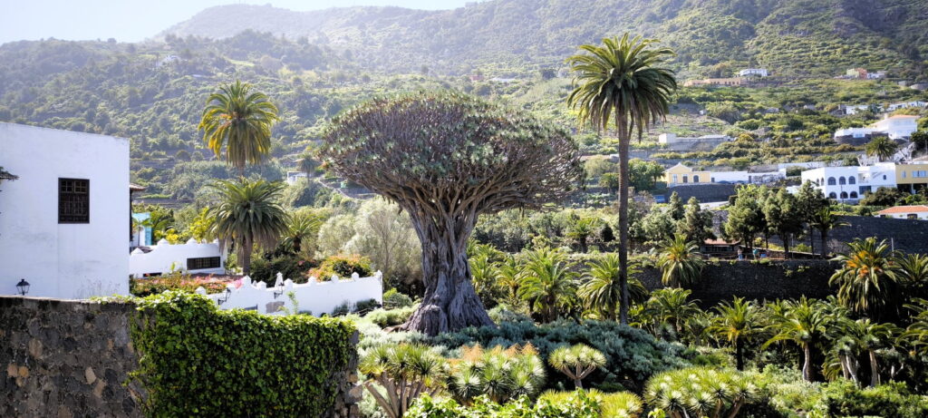 Albero del drago a Icod de los Vinos