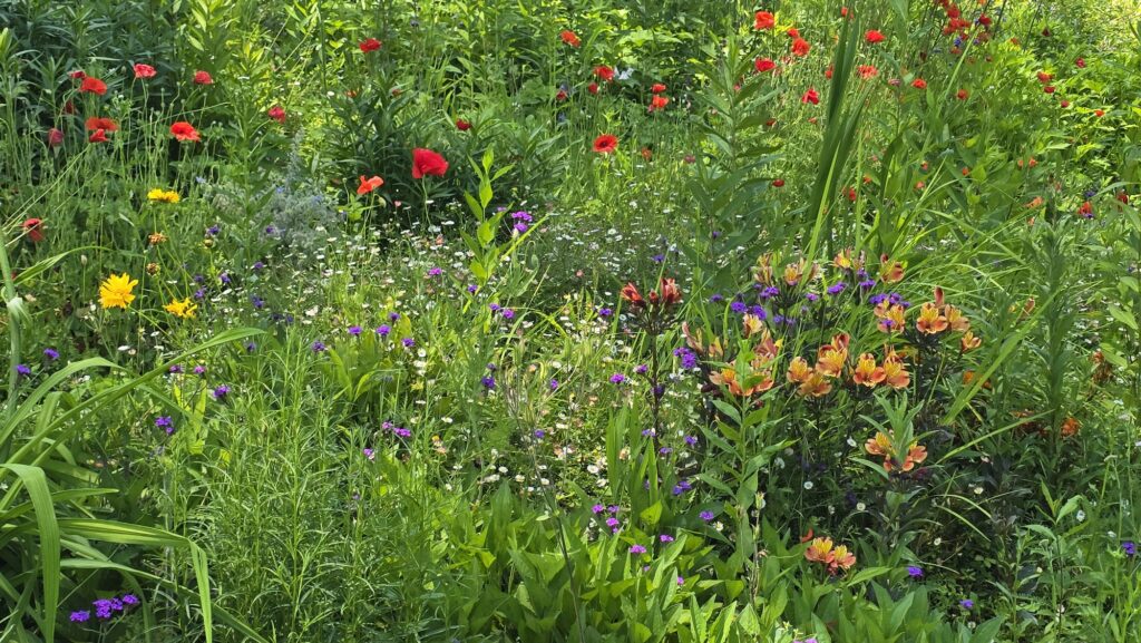 Varietà di fiori al Giardino di Ninfa