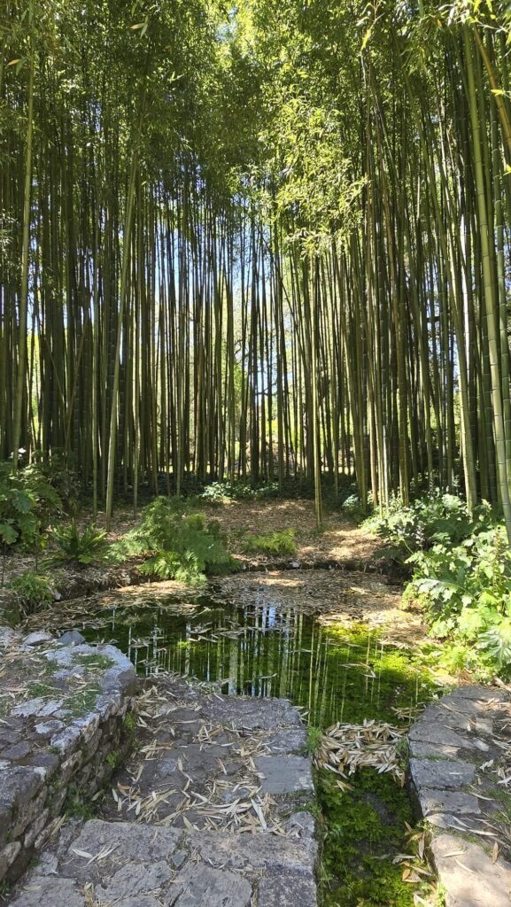 Laghetto dei canneti al giardino di Ninfa