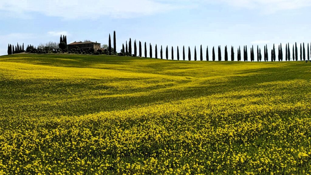 Veduta delle colline in fiore con casolare e cipressi in Val d'Orcia per articolo dove andare a settembre in Italia.