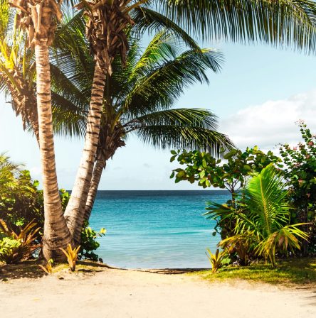 iaggia tropicale con palme e mare cristallino
